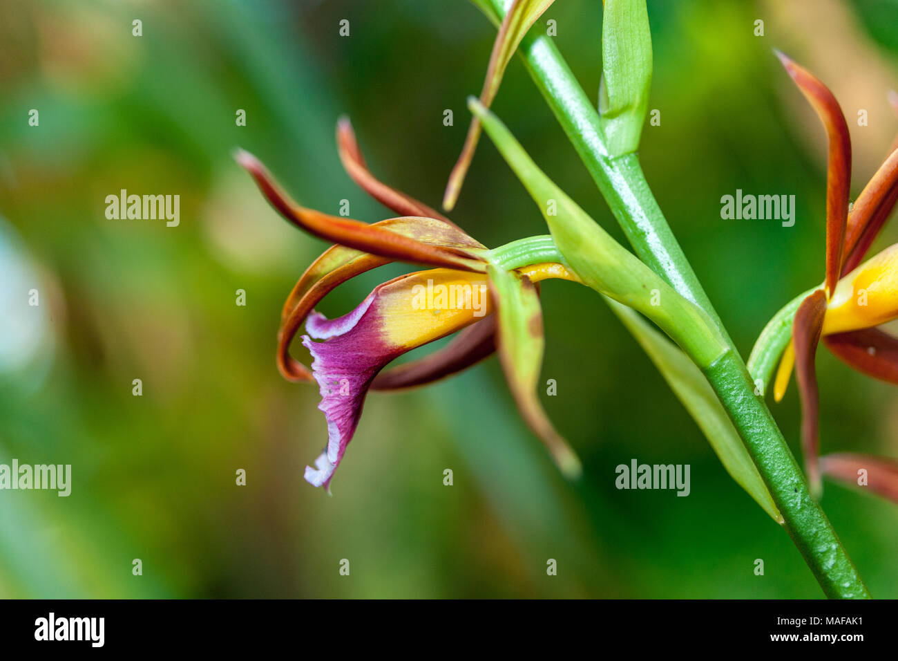 Greater Swamp-orchid, Fajus (Phaius tankervilleae) Stock Photo