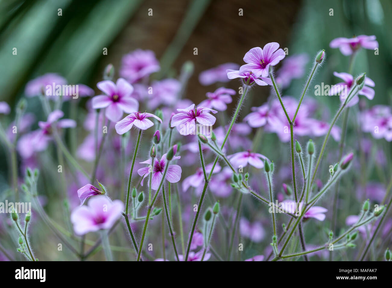 Madeira cranesbill, Madeiranäva (Geranium maderense Stock Photo - Alamy