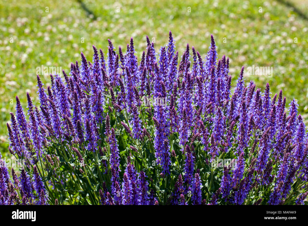'Blauhügel, Blue Hill' Woodland sage, Stäppsalvia (Salvia nemorosa) Stock Photo