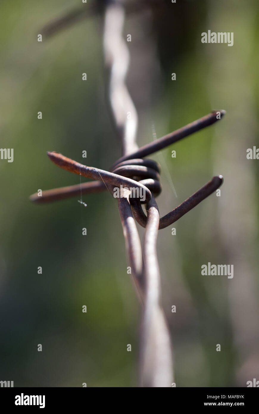 close up rusty and grunge barbed wire.blur background Stock Photo - Alamy