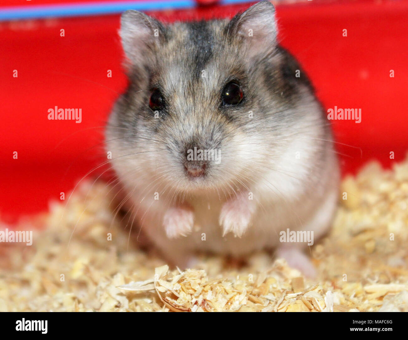 Phodopus sungorus. Jungar hamster in a cage. Stock Photo