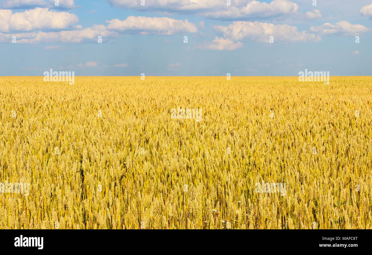 Landscape with a view of the field with ripe wheat Stock Photo - Alamy