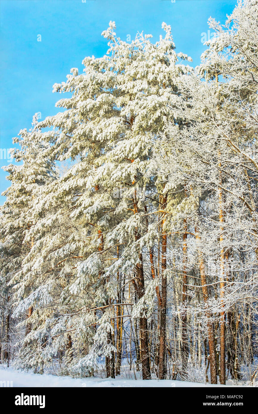 Pine needles covered with soft white snow hi-res stock photography and ...