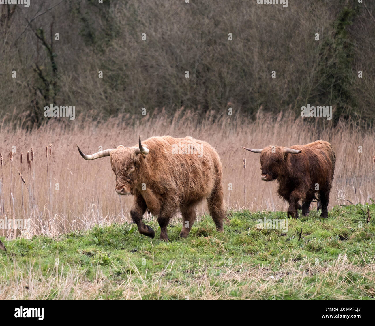 March 2018 - Highland cattle grazing on the Somerset levels near Ashcott Stock Photo
