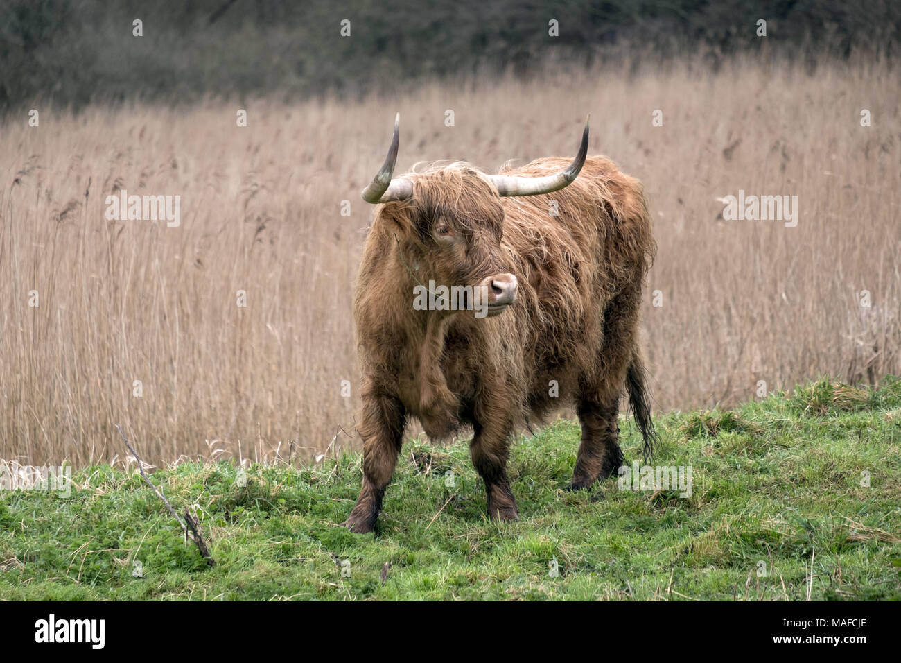 March 2018 - Highland cattle grazing on the Somerset levels near Ashcott Stock Photo