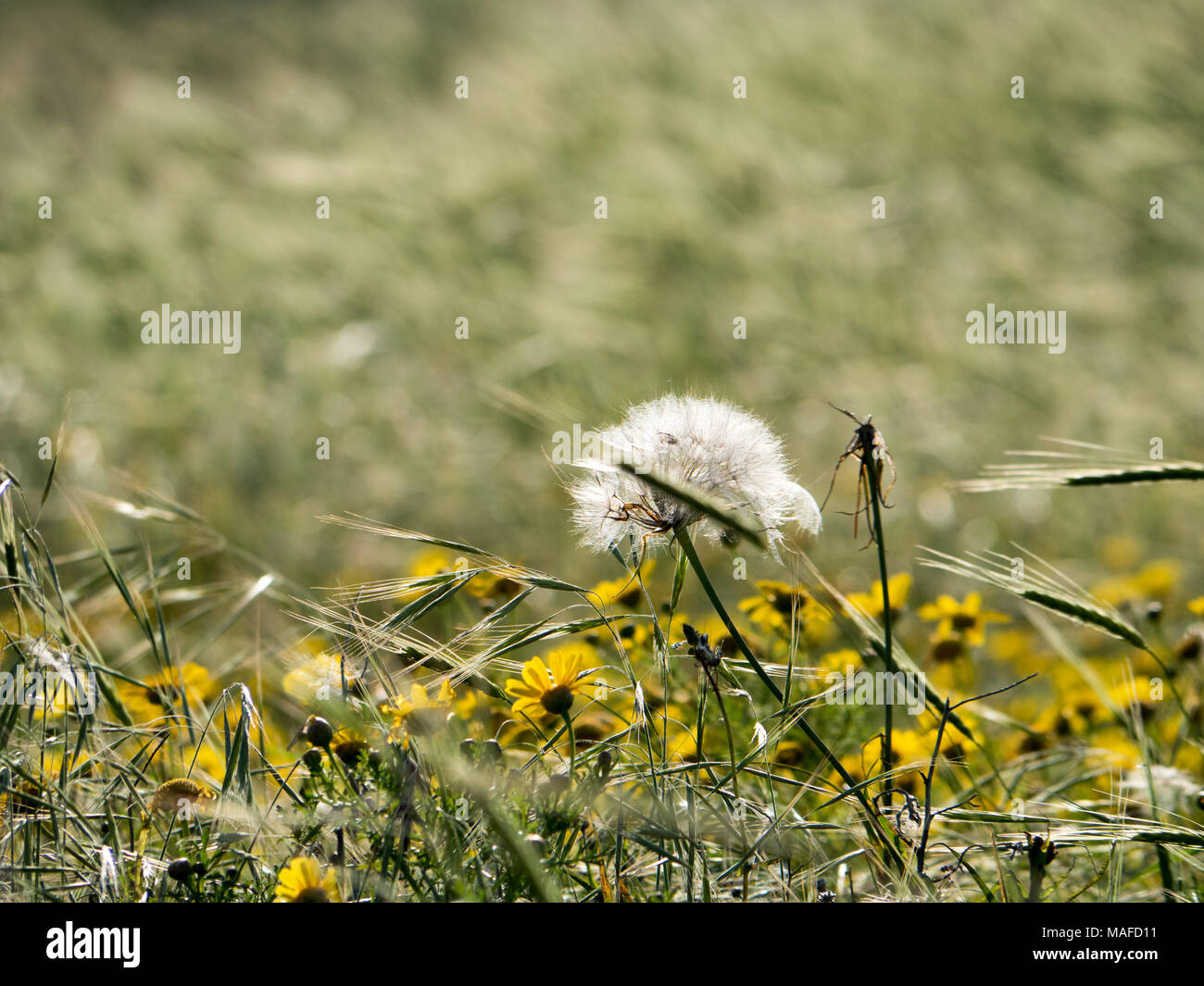 Springtime wildflowers and seeds in a meadow in Cyprus Stock Photo