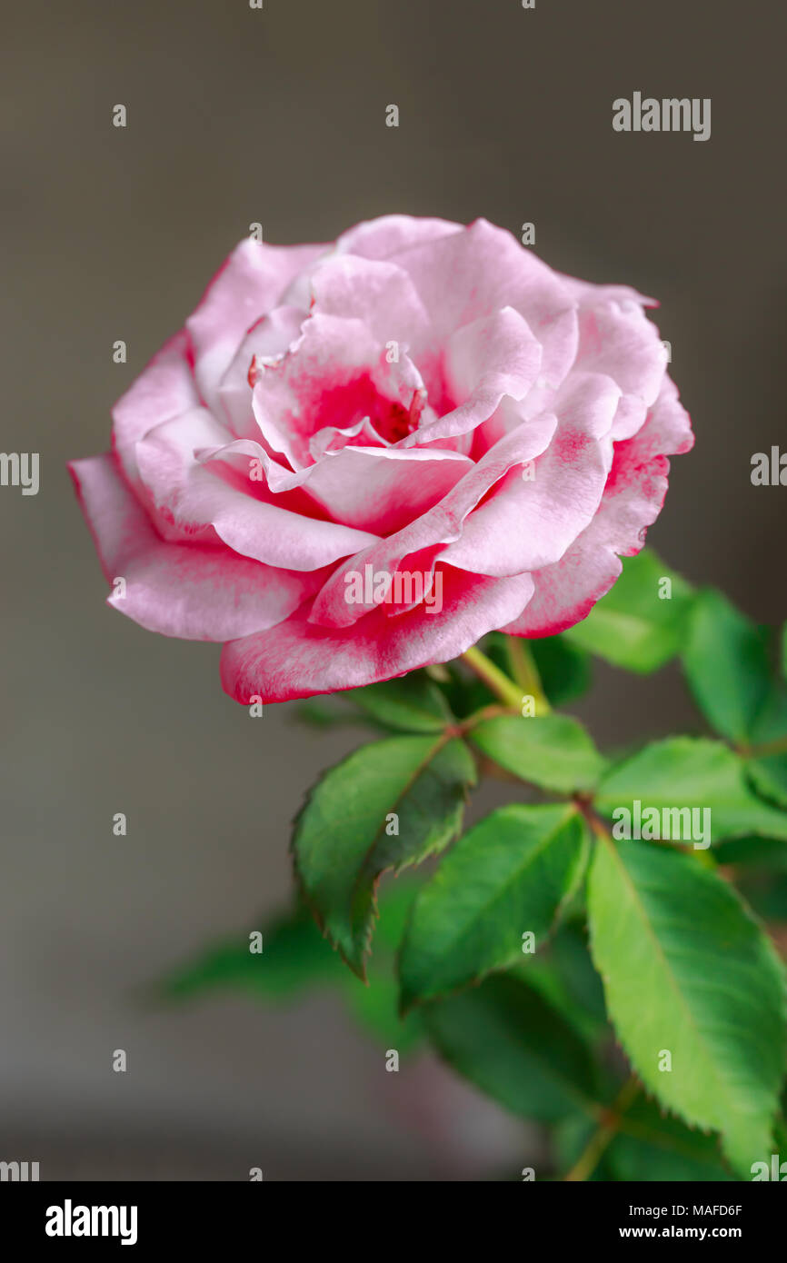 Rose on nature background Stock Photo - Alamy