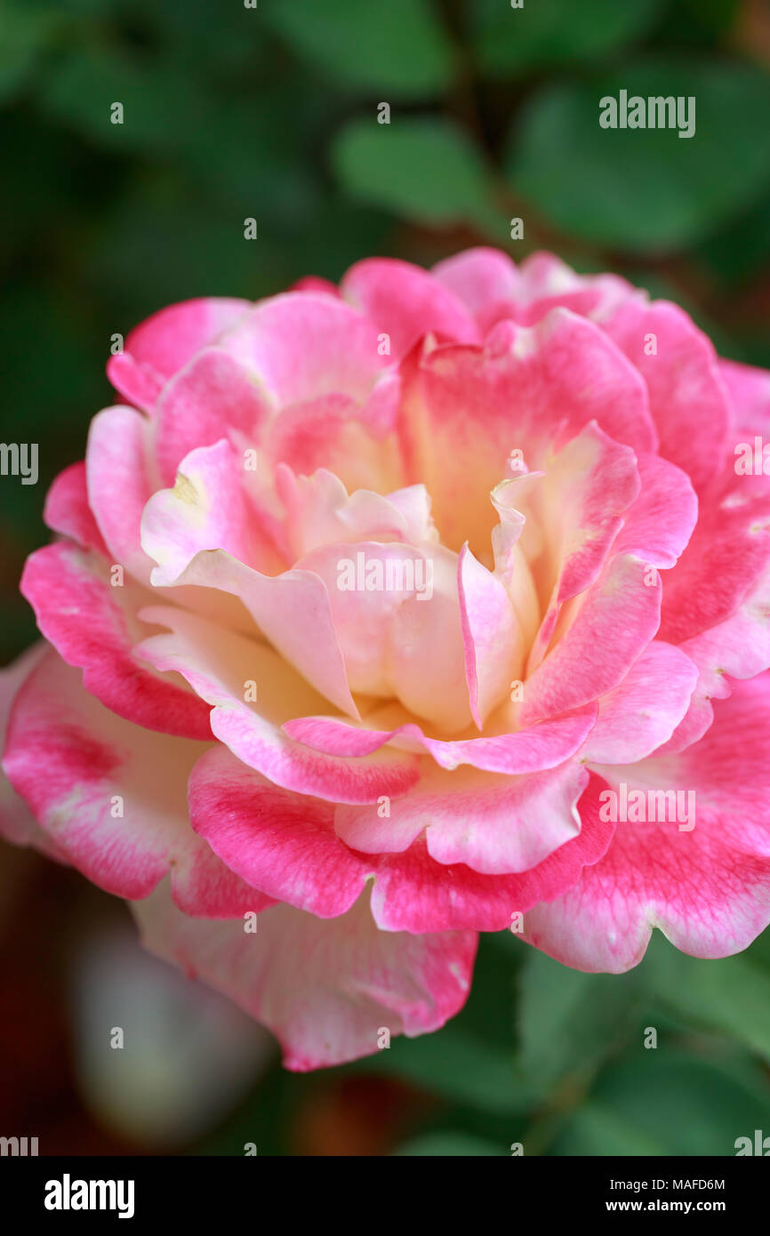 Pink Rose on nature background Stock Photo - Alamy
