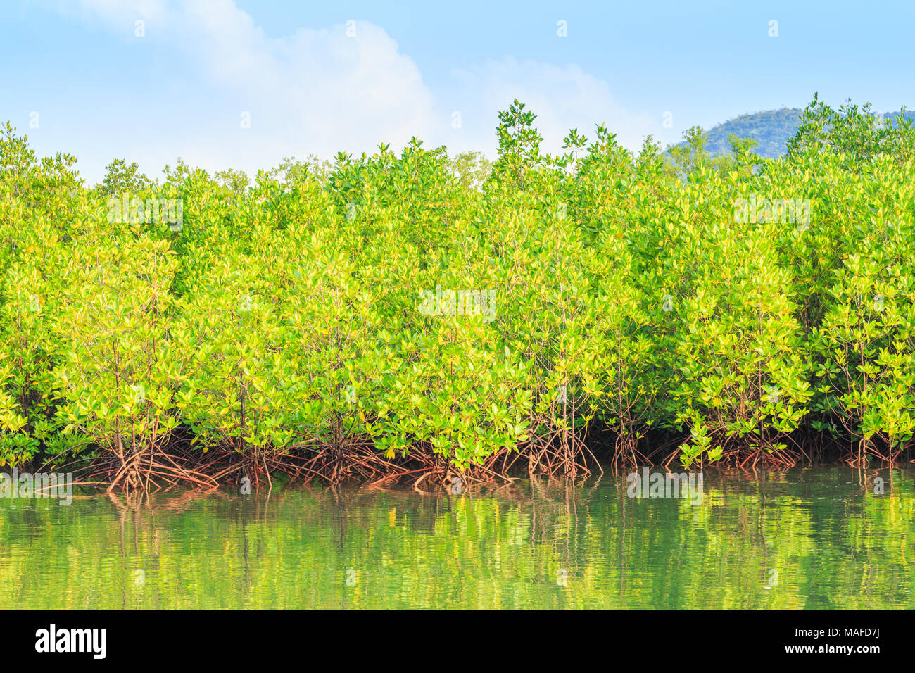 Flooded forest of mangrove trees Stock Photo Alamy