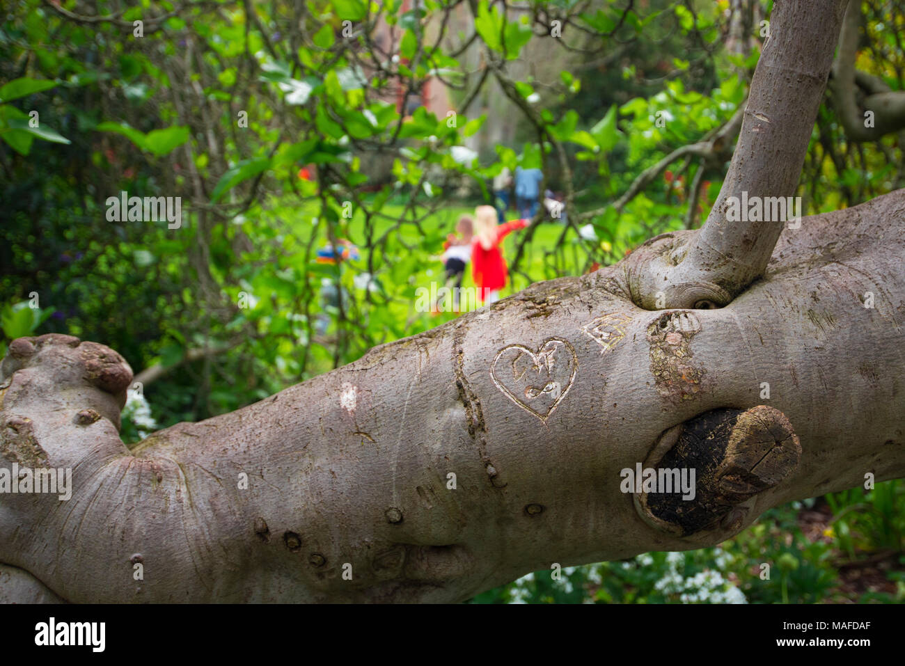 love heart carved on tree with children pointing in background Stock Photo
