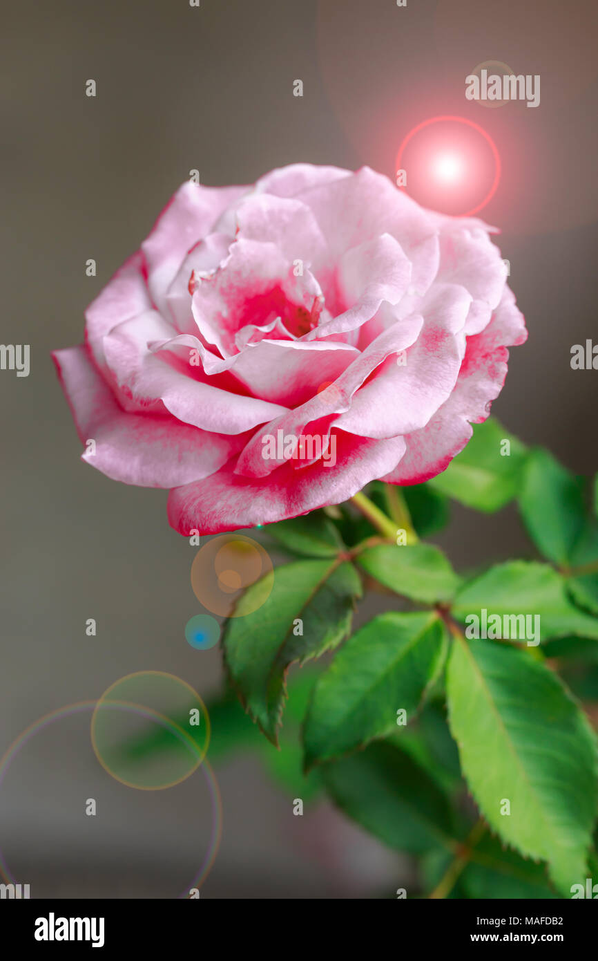 Rose on nature background with flare Stock Photo - Alamy