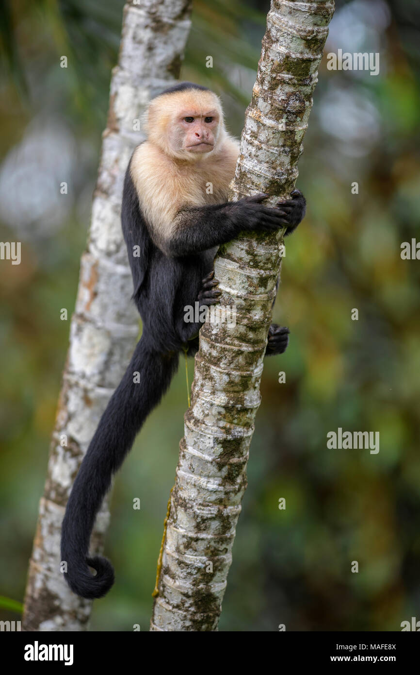 White-faced Capuchin - Cebus capucinus, beautiful bronw white faces primate from Costa Rica forest. Stock Photo
