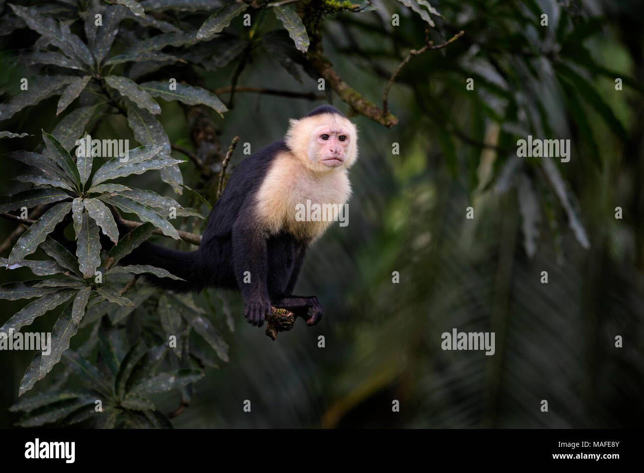 White Faced Capuchin Cebus Capucinus Beautiful Bronw White Faces