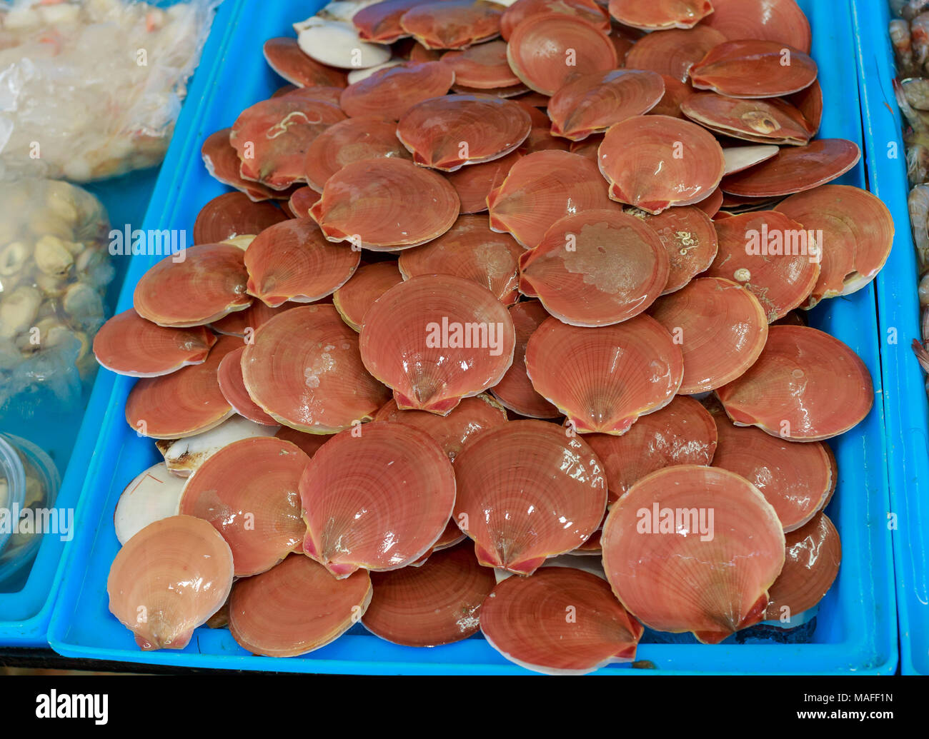 Fresh Scallops in seafood market Stock Photo Alamy