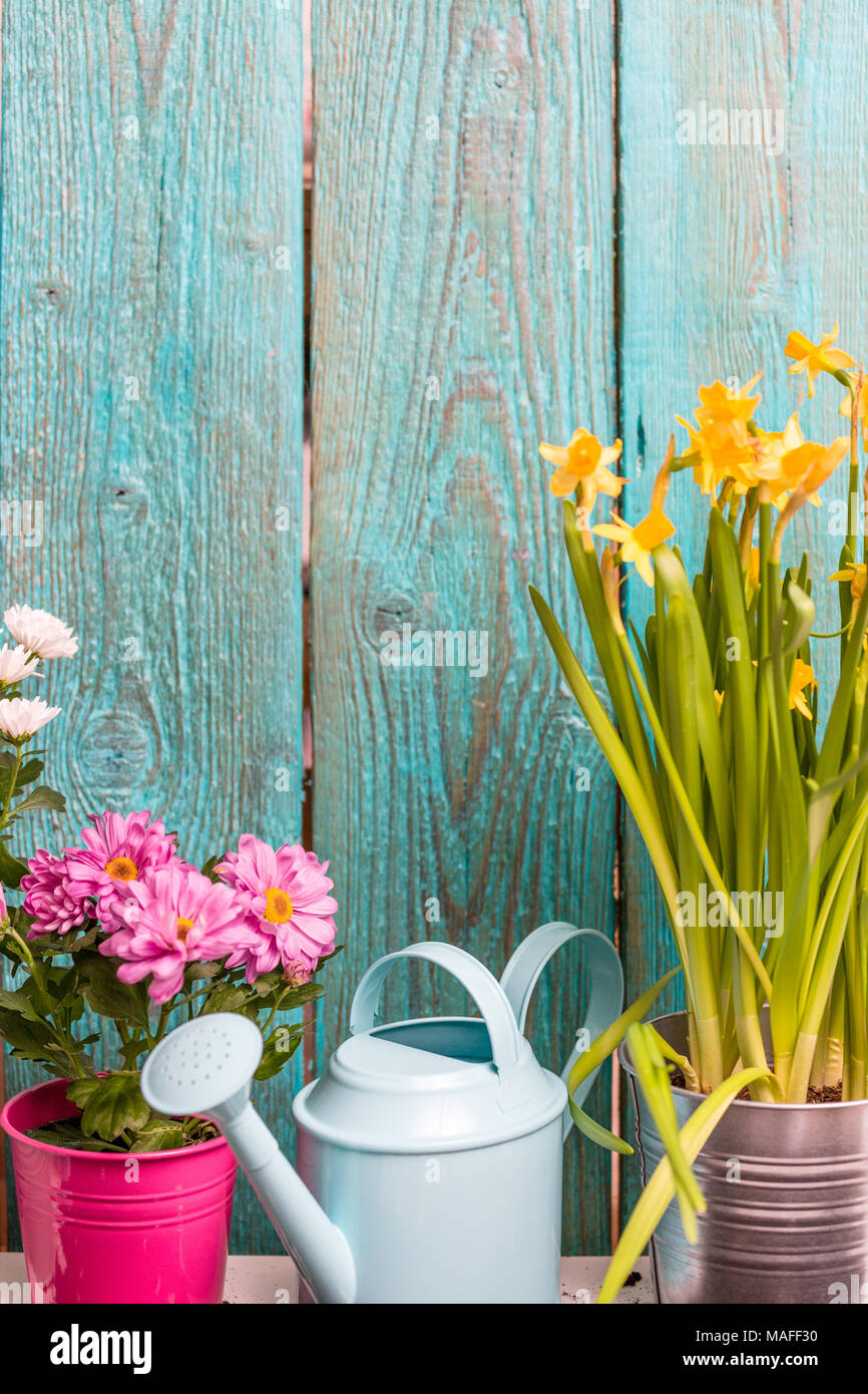 Image of colorful chrysanthemums in pots near wooden fence Stock Photo
