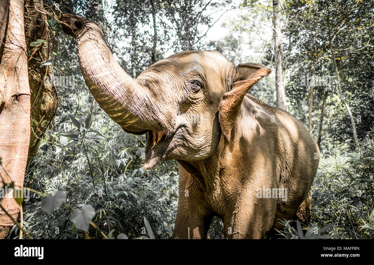 Wild asian elephant eating tree on an cambodia jungle Stock Photo Alamy