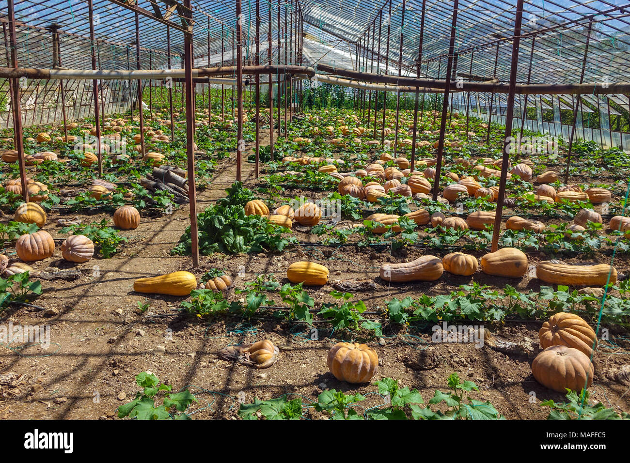 Growing pumpkins in greenhouse hires stock photography and images Alamy