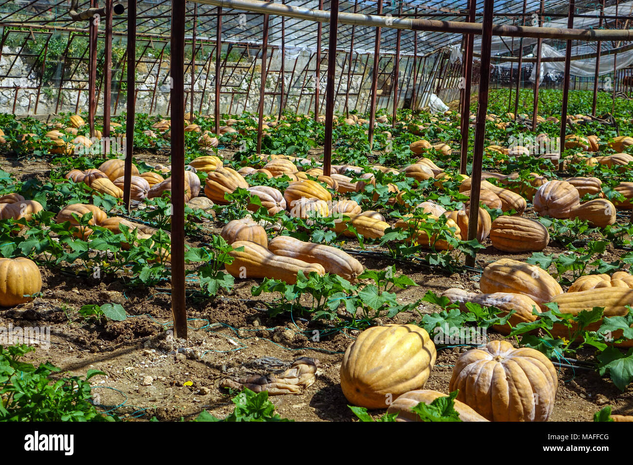 Growing pumpkins in greenhouse hires stock photography and images Alamy