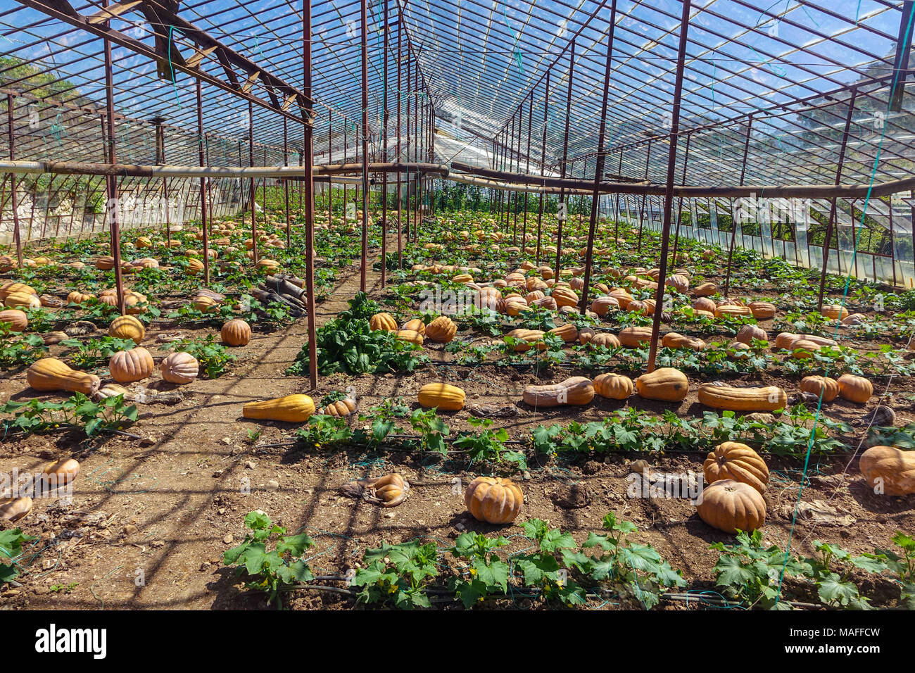 Growing pumpkins in greenhouse hires stock photography and images Alamy