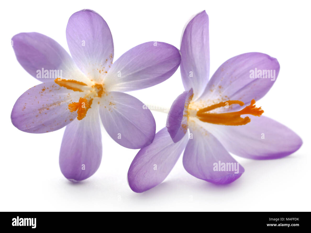 Saffron crocus flower over white background Stock Photo Alamy