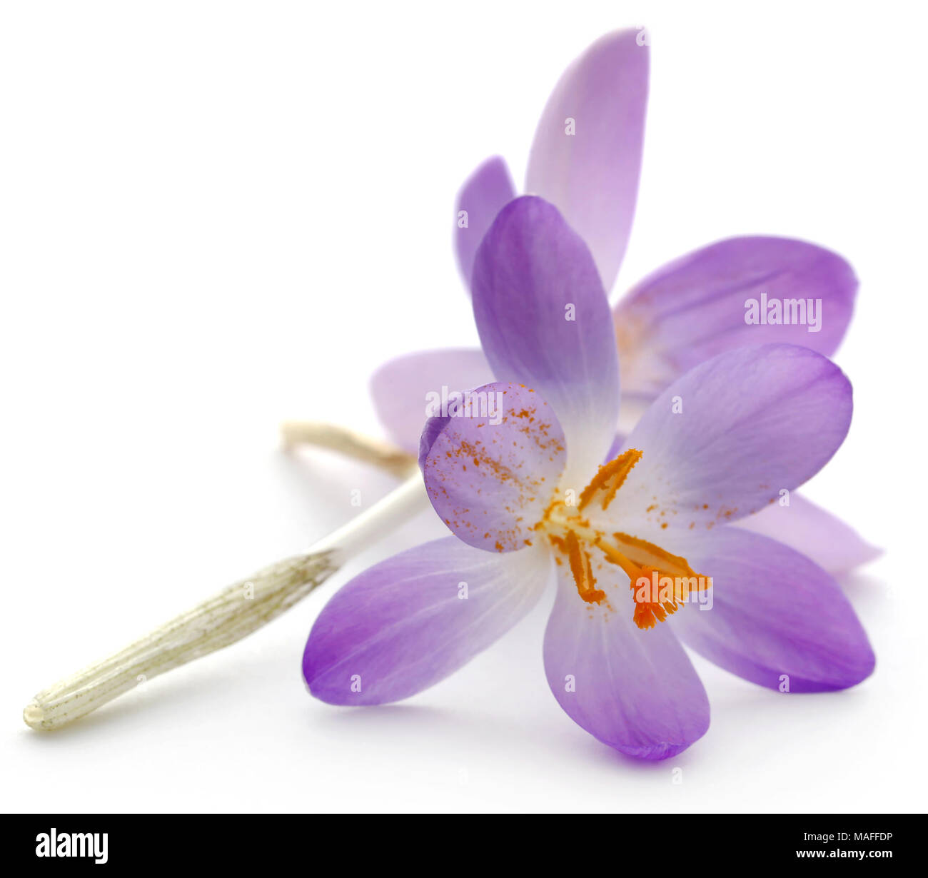 Saffron crocus flower over white background Stock Photo Alamy