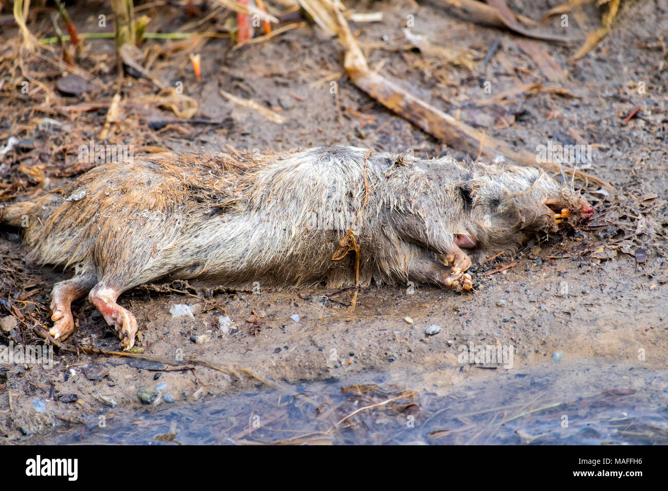 Dead rat lies on the river bank Stock Photo