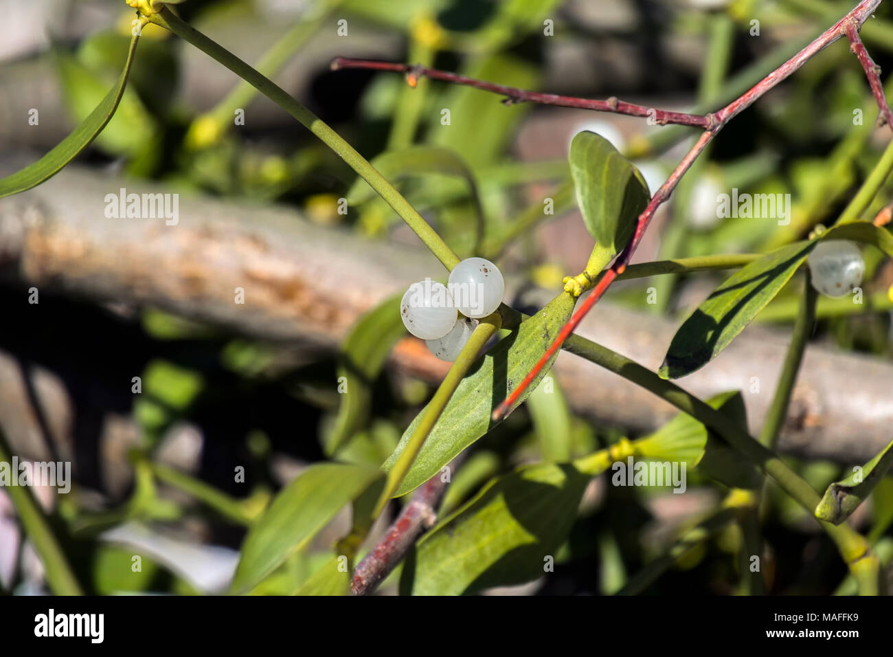 Ripe watery berry of mistletoe (Viscum album) Stock Photo