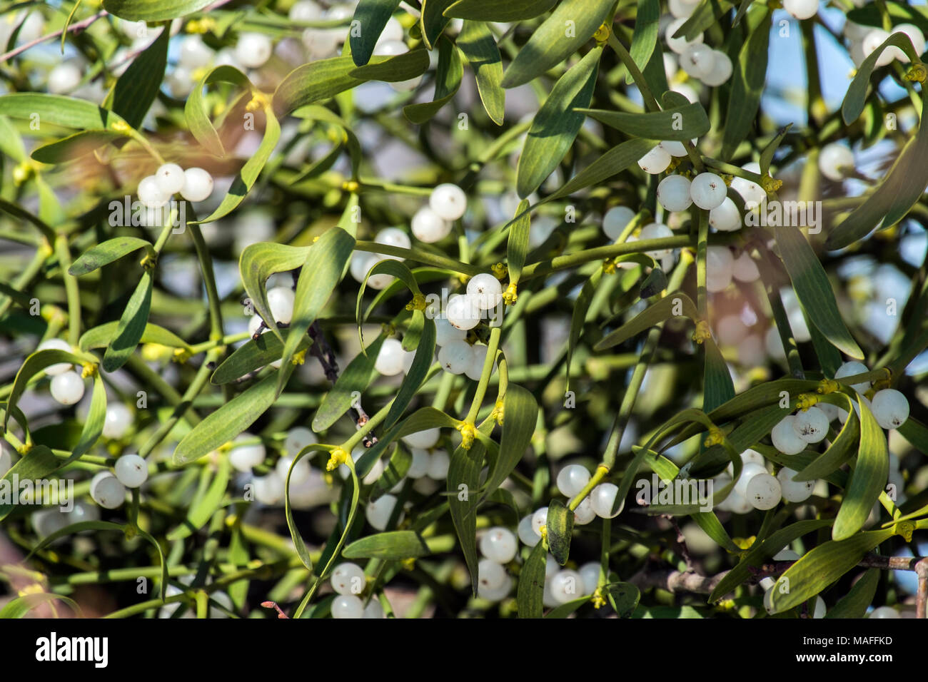 Ripe white berries of mistletoe (Viscum album) Stock Photo