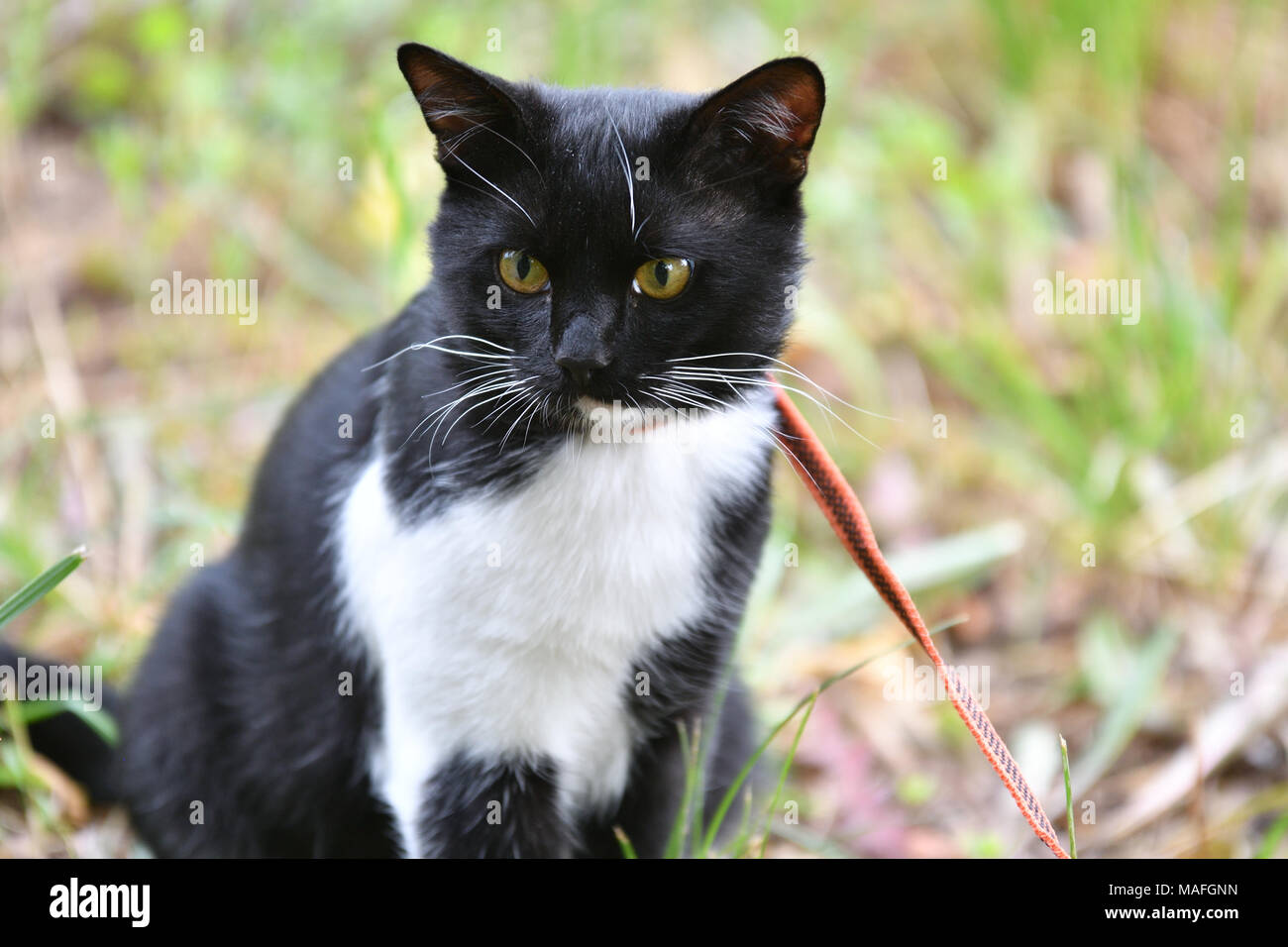 Black and white color cat walking in summer Stock Photo - Alamy