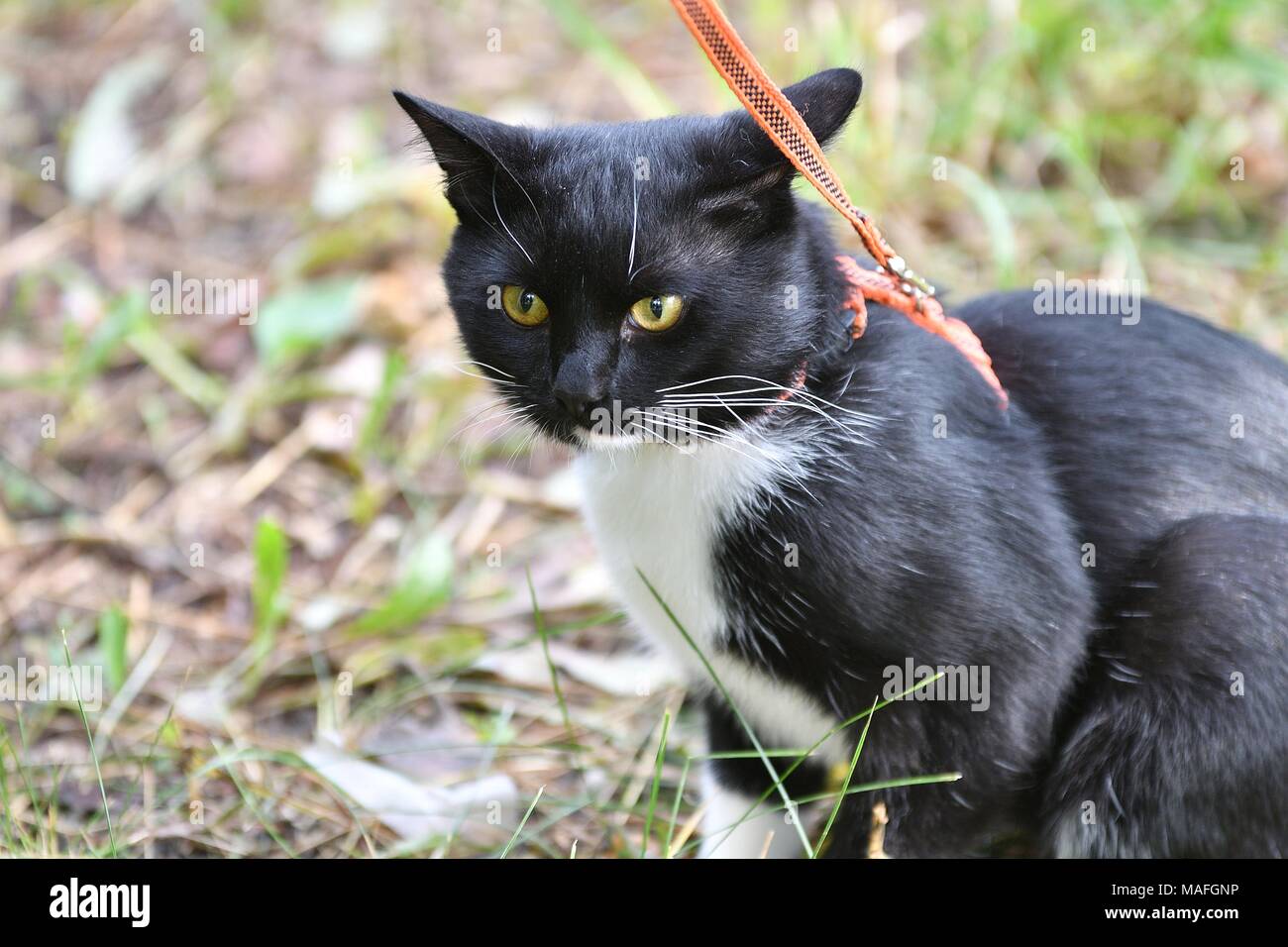 Black and white color cat walking in summer Stock Photo - Alamy