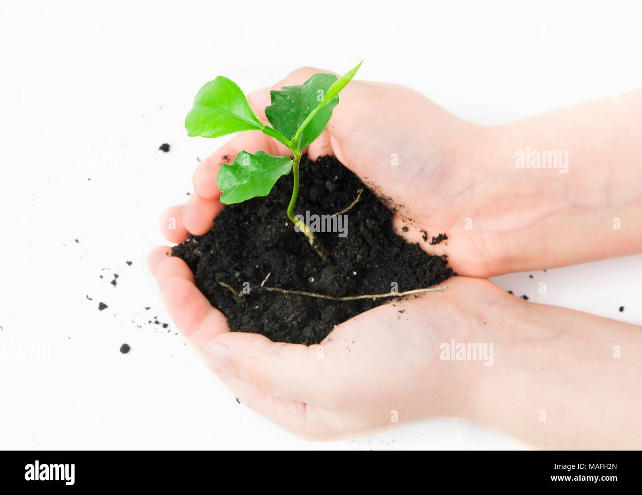 small plant cupped in child hands Stock Photo