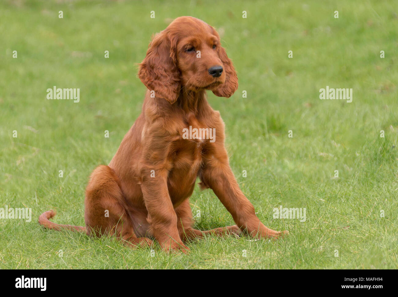 Portrait of a Red Setter / Irish Setter puppy playing in a domestic ...