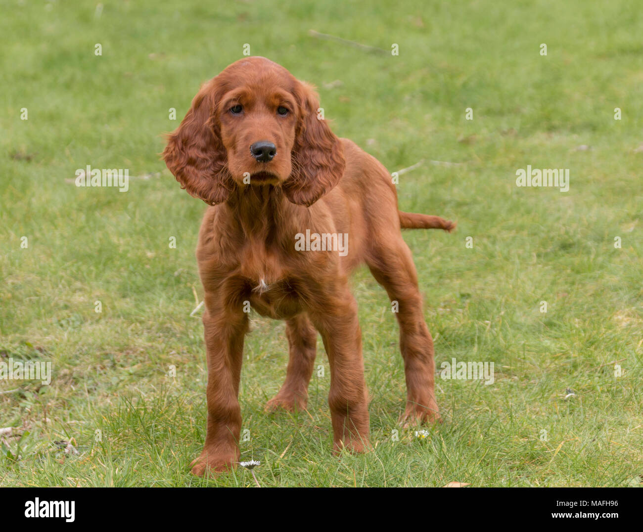 Irish Setter Puppies High Resolution Stock Photography And Images Alamy