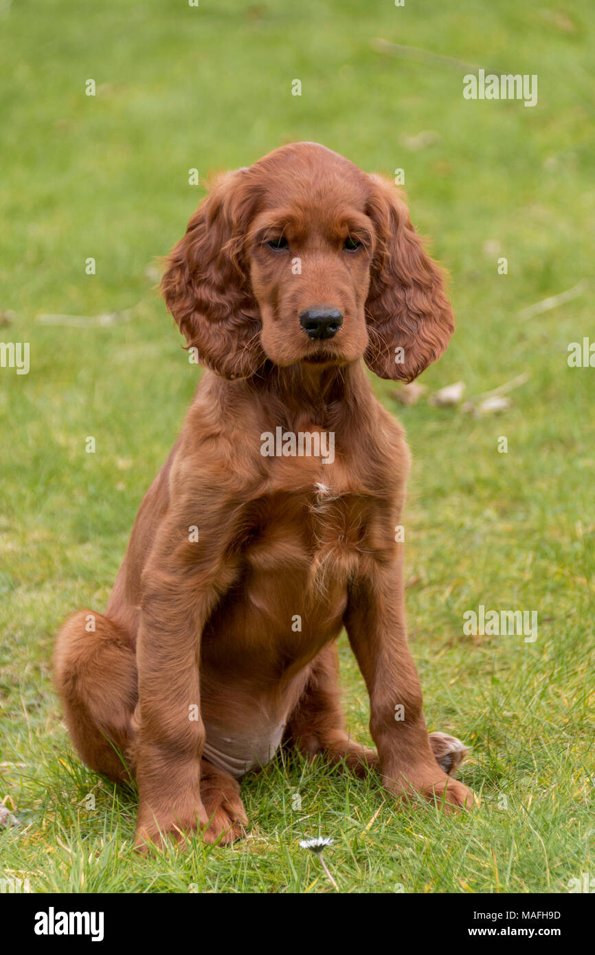 irish red setter puppies