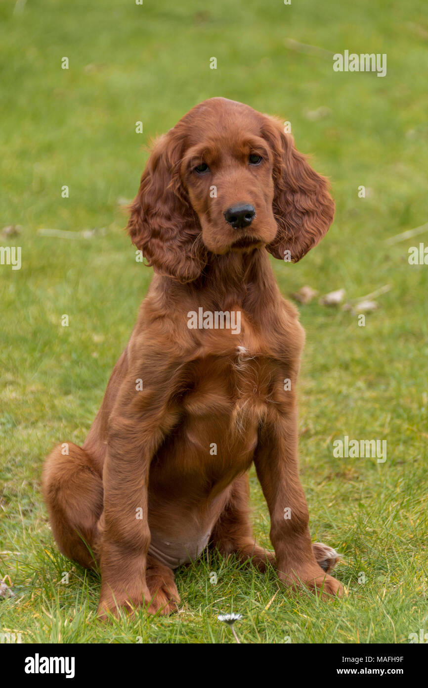 Irish setter and cheap cocker spaniel mix
