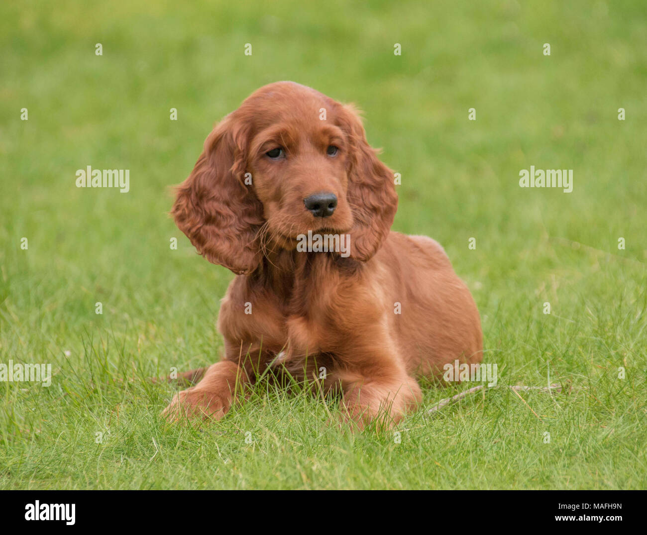 Portrait of a Red Setter / Irish Setter puppy playing in a domestic ...