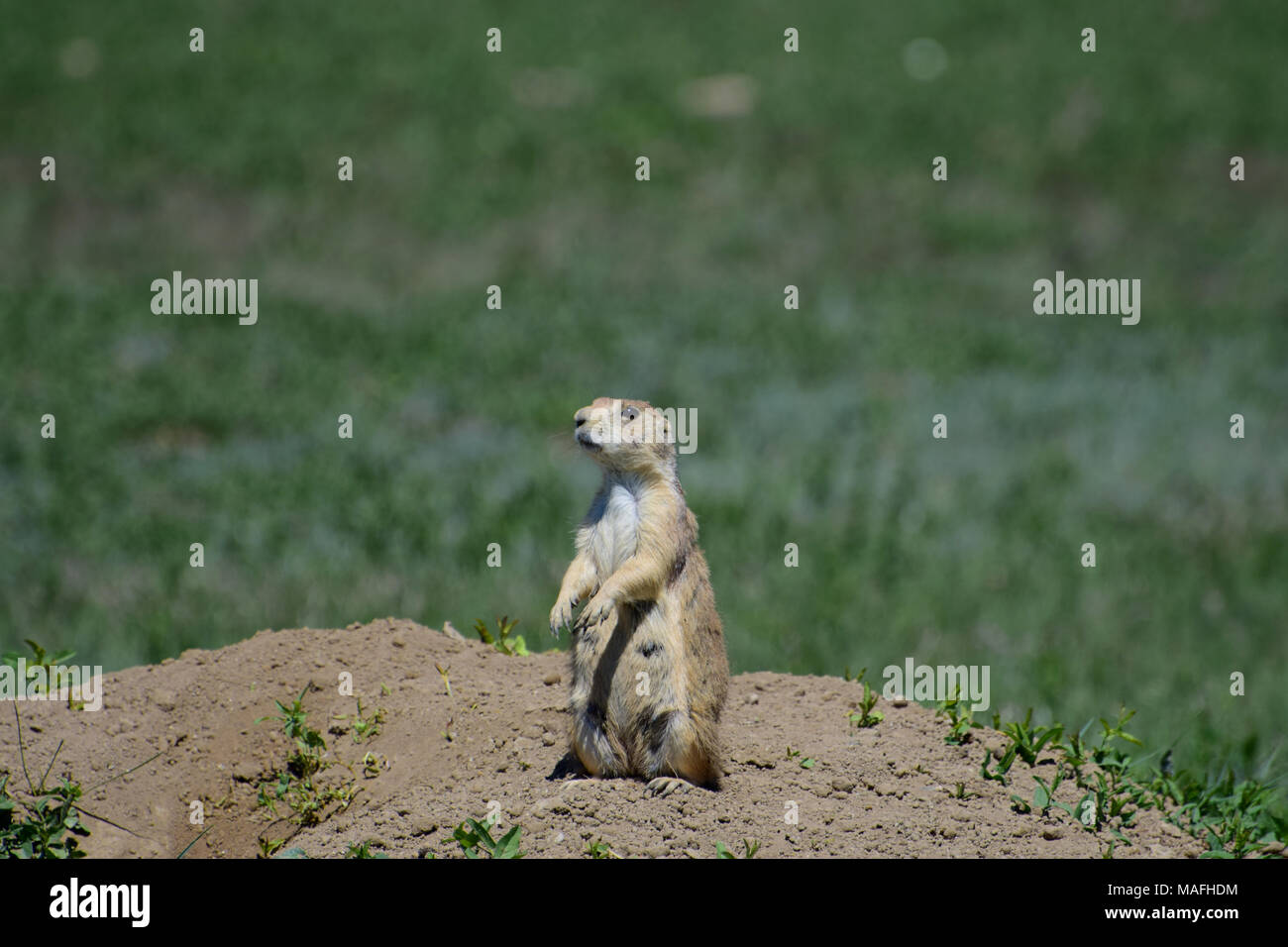 Wild prairie dog on alert at the entrance of its burrow Stock Photo