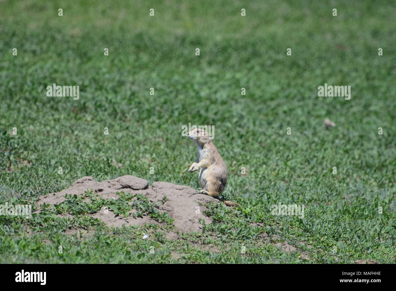 Wild prairie dog on alert at the entrance of its burrow Stock Photo