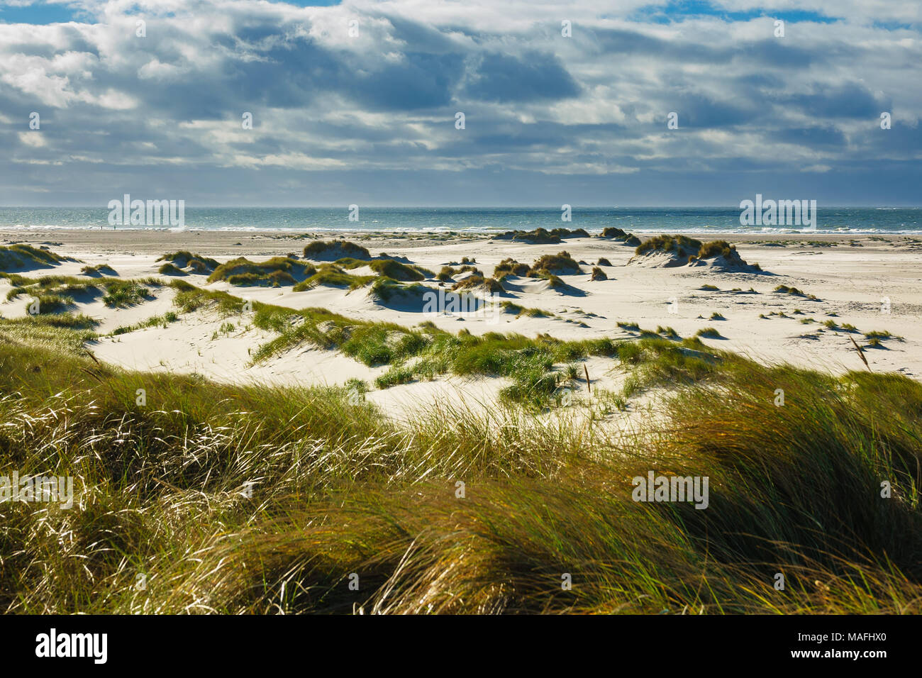Dunes on the North Sea island Amrum, Germany. Stock Photo