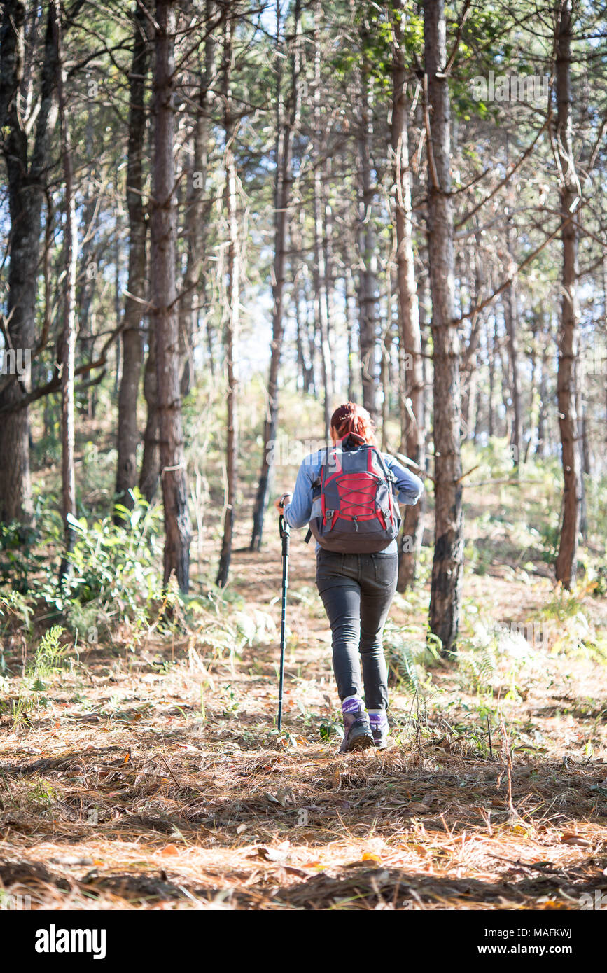 Rear of women hiking traveler with backpack walking through a pine tree ...
