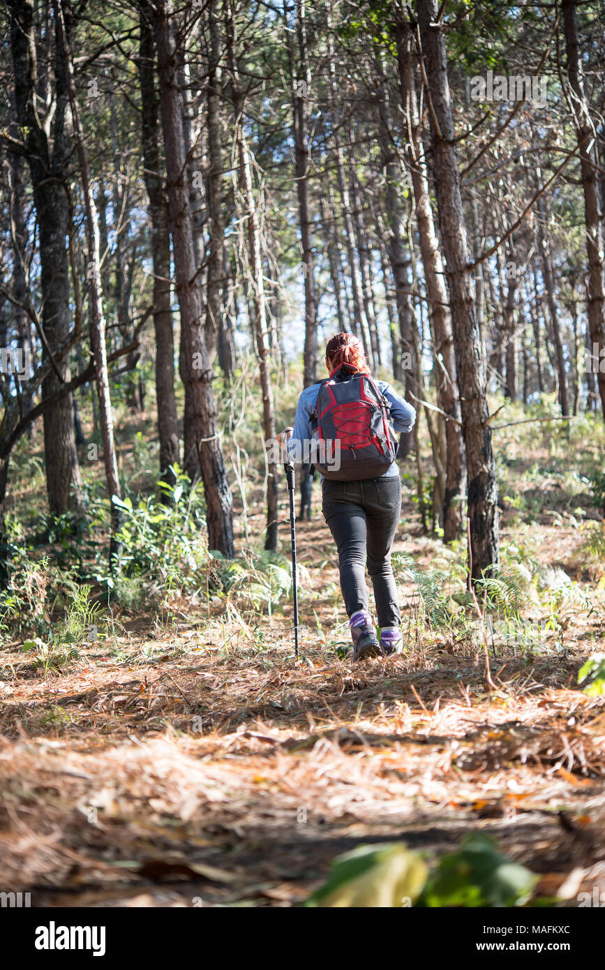 Rear of women hiking traveler with backpack walking through a pine tree ...