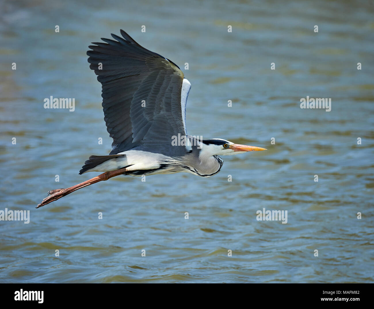 Beautiful gray heron flying over a lake Stock Photo