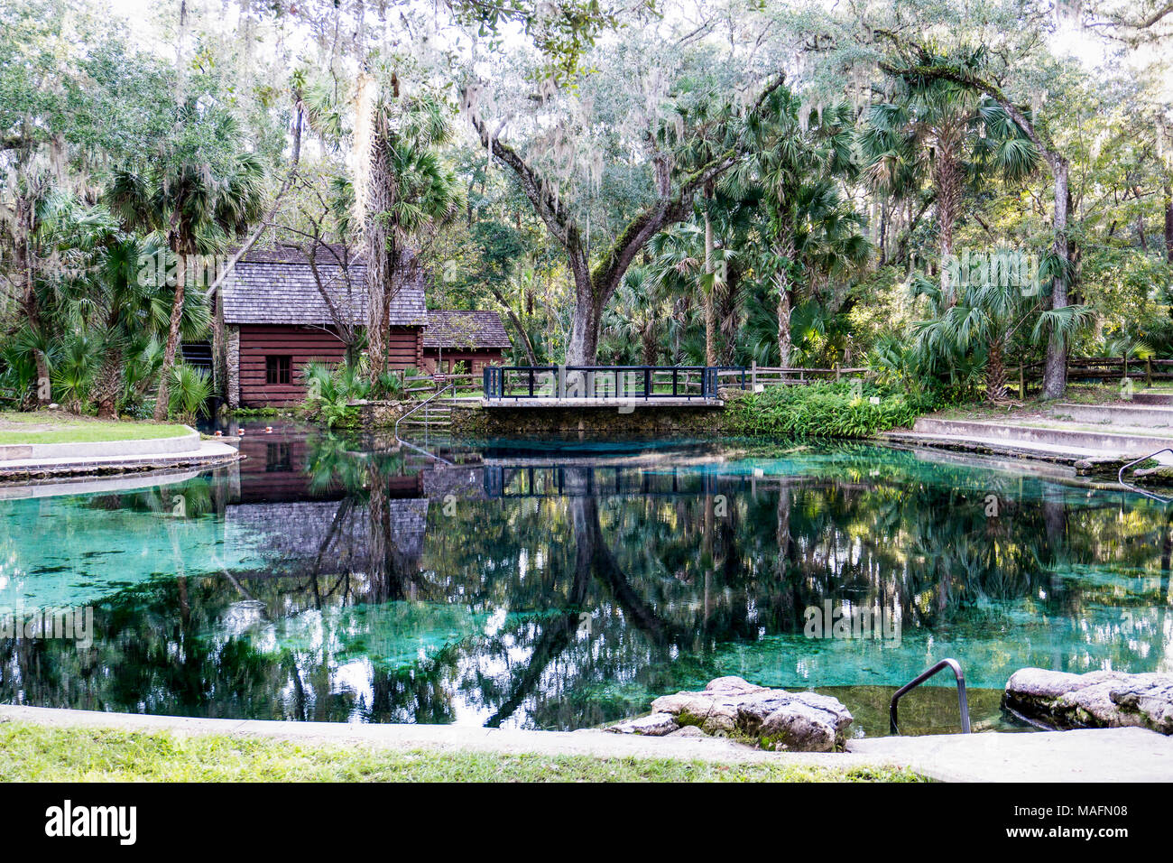 Springs In Florida That Allow Dogs at Lee McClain blog
