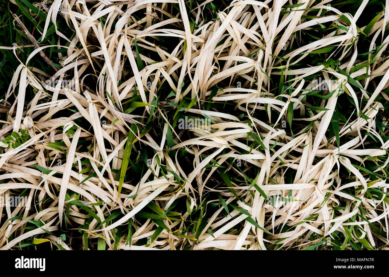 Green lush new grass growing through the previous seasons dead brown and white grass Stock Photo