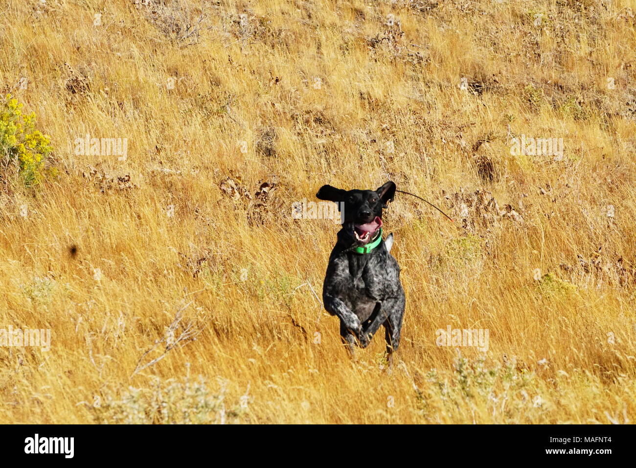 German Shorthair Hunting Chukars Stock Photo