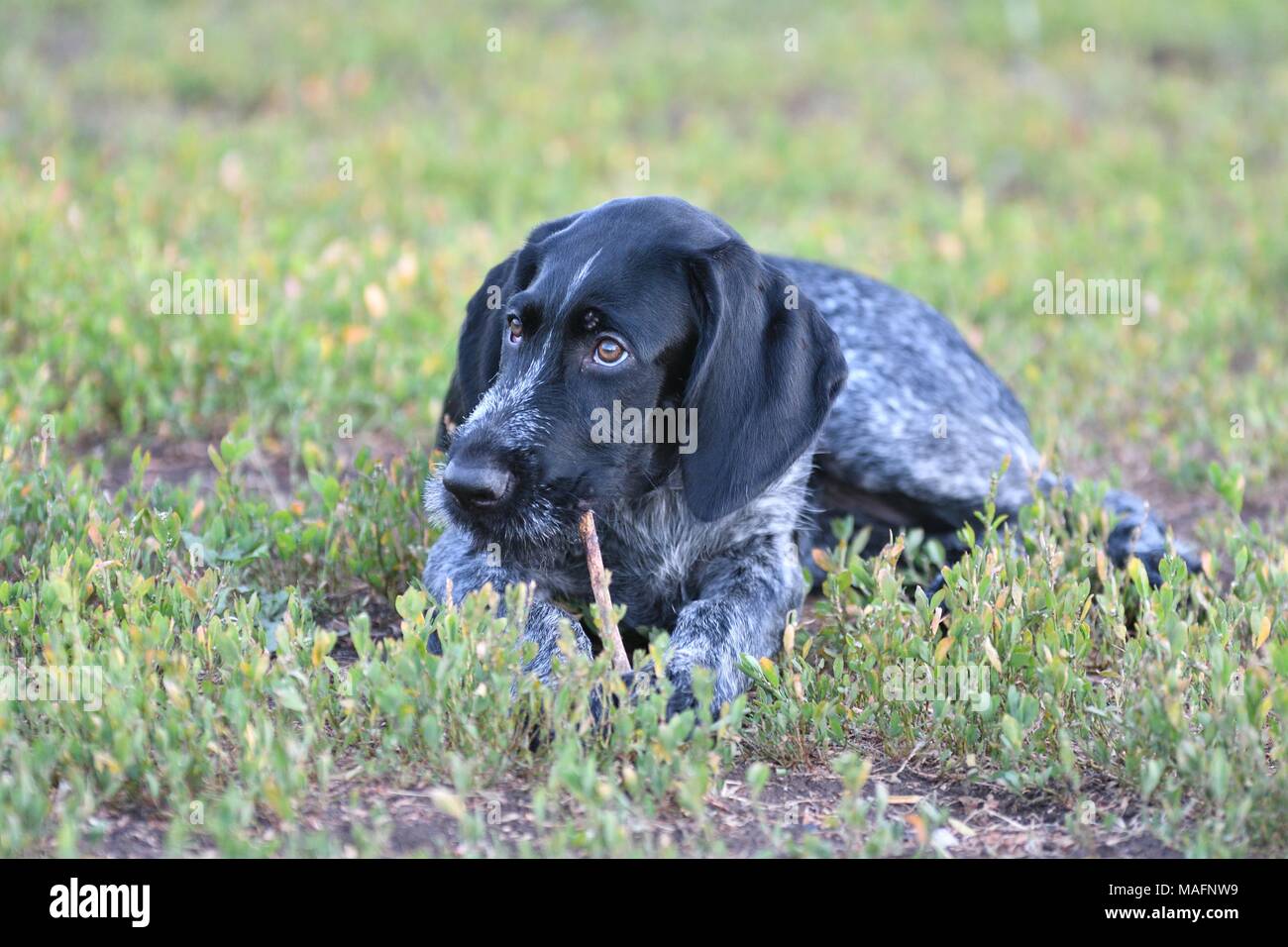 Hunting dog breed German Wirehaired pointer on the walk Stock Photo