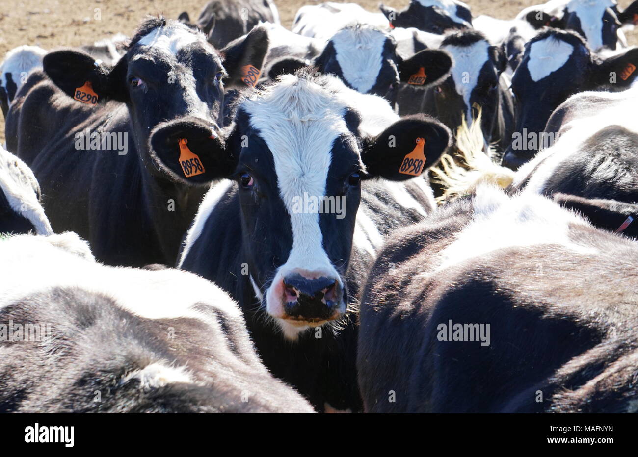 Group black white dairy cows hi-res stock photography and images - Alamy