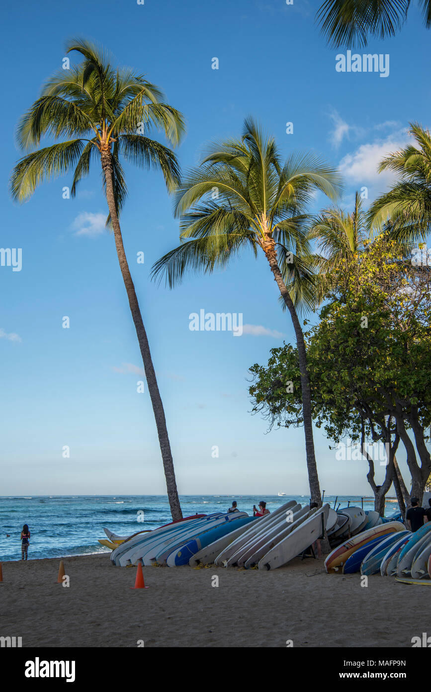 Waikiki beach palm trees hi-res stock photography and images - Alamy