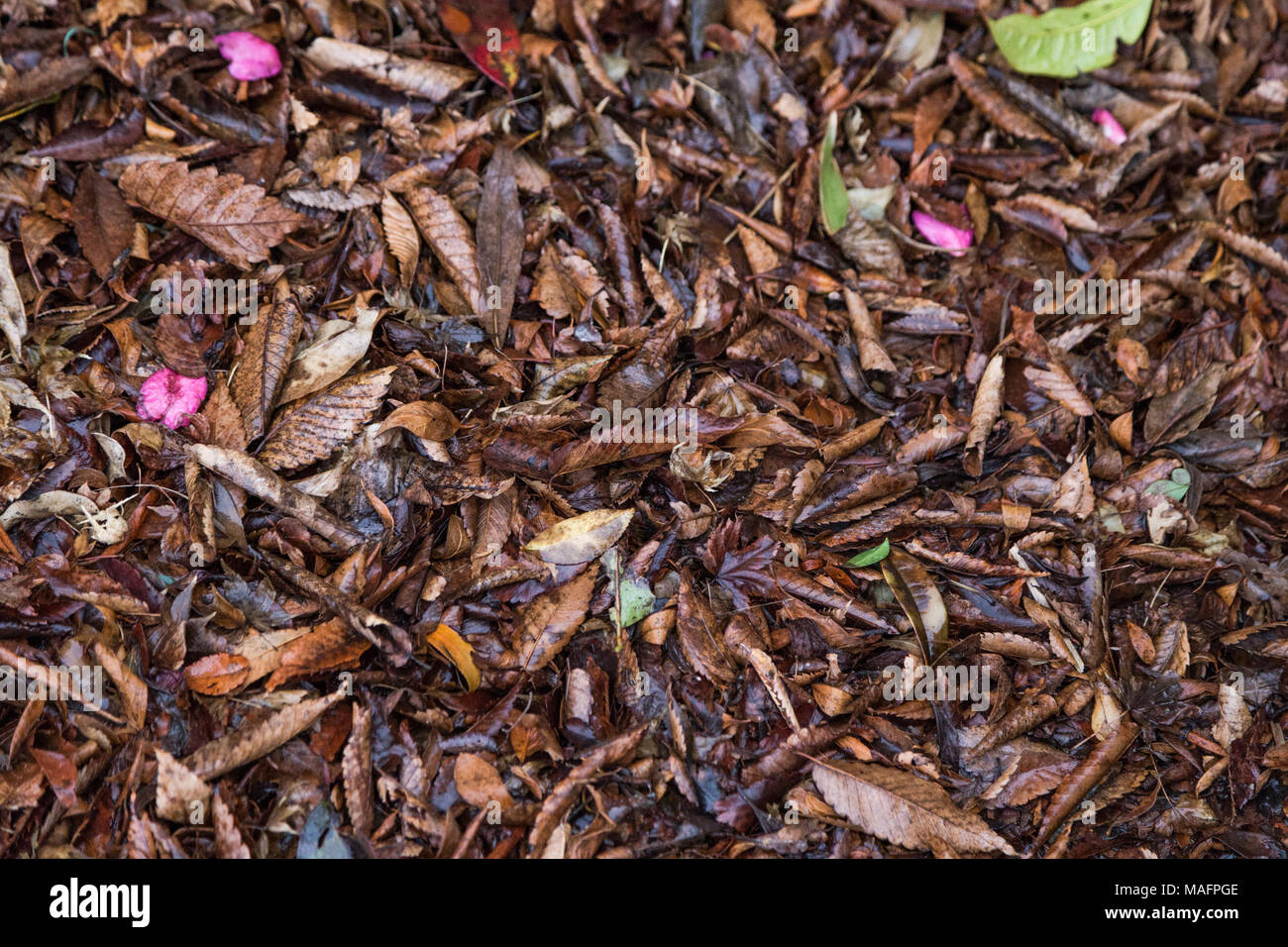 Changing the season hi-res stock photography and images - Alamy