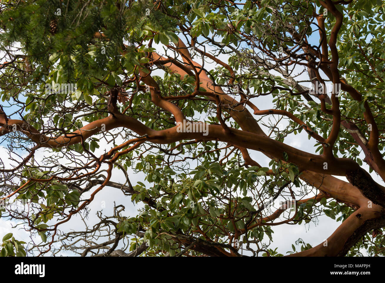 An Arbutus tree (Arbutus menzeisii) grows on the coast of British Columbia. The arbutus tree is the only native broadleaf evergreen tree in Canada. Stock Photo